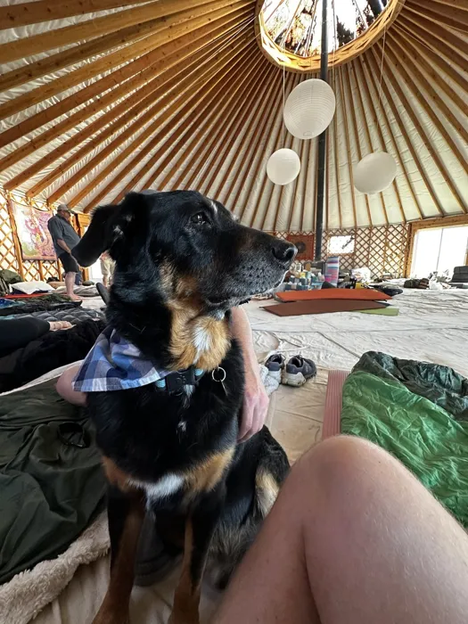 A support dog visiting a resting participant inside the retreat yurt